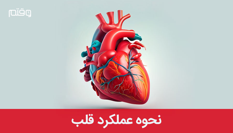 عملکرد قلب چگونه است؟ ❤️ علت و درمان بیماری های قلبی